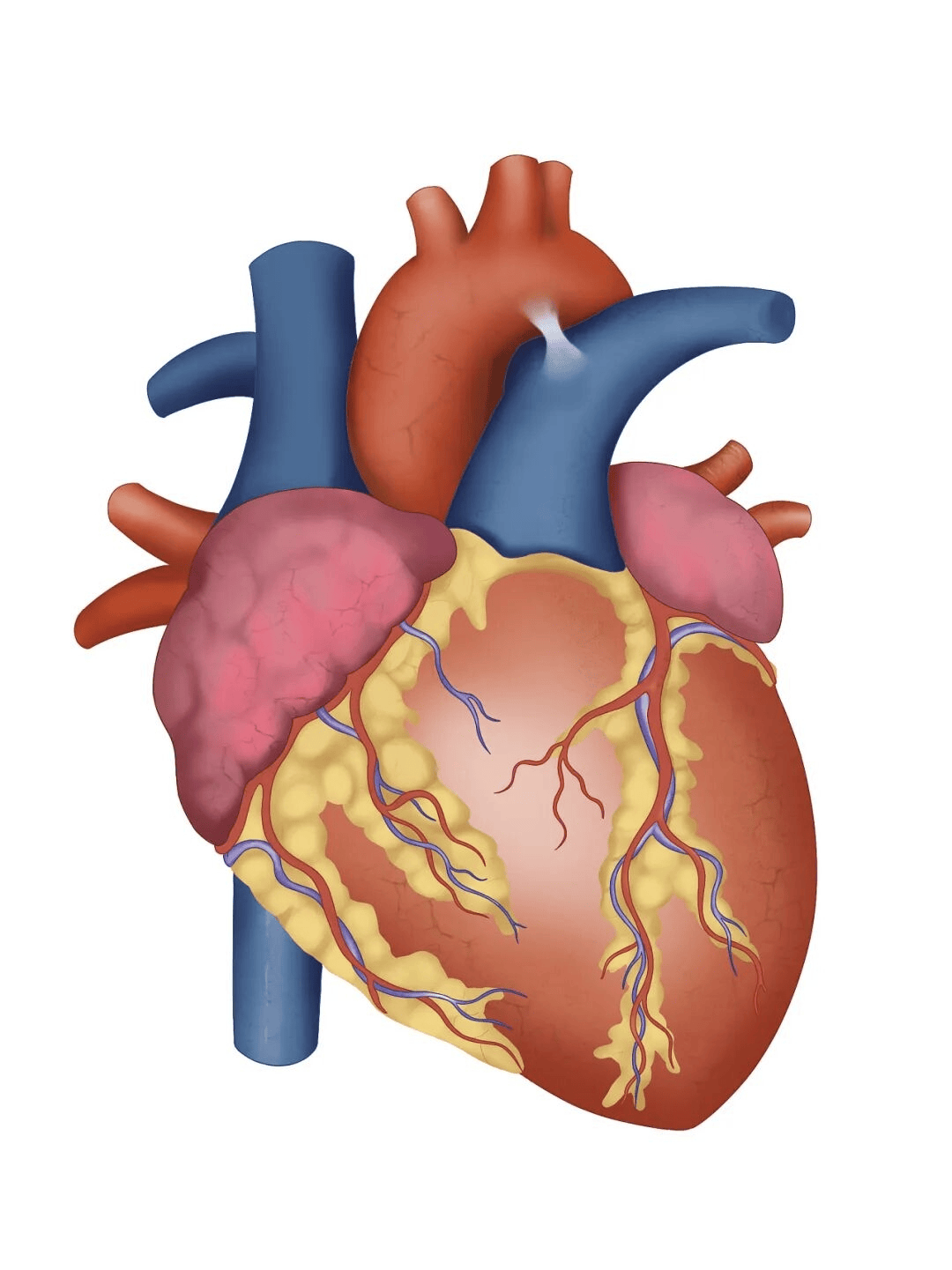 高甘油三酯血症临床管理，我国发布多学科专家共识